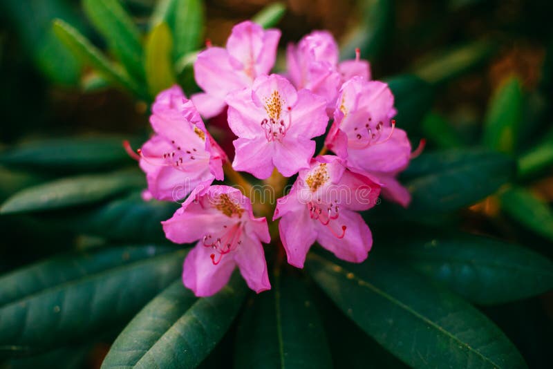 Blommande rosa blommor av rhododendronsmirnowiien arkivfoton Blommande rosa blommor av rhododendronsmirnowiien arkivfoton
