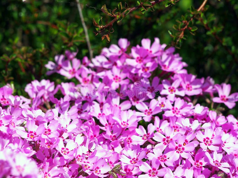 Blommande rosa floxsubulata - mossaflox royaltyfri fotografi Blommande rosa floxsubulata - mossaflox royaltyfri fotografi