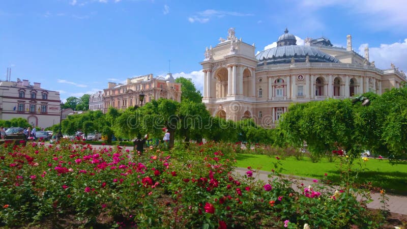 Blommande rosor i kvadratiska odesa ukraine