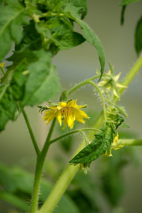 Blommande ung tomat royaltyfri foto Blommande ung tomat royaltyfri foto