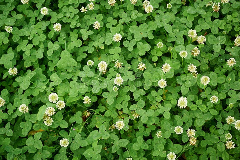 Blommande vit växt av släktet Trifolium textur Utbytesgräsmatta arkivfoton Blommande vit växt av släktet Trifolium textur Utbytesgräsmatta arkivfoton