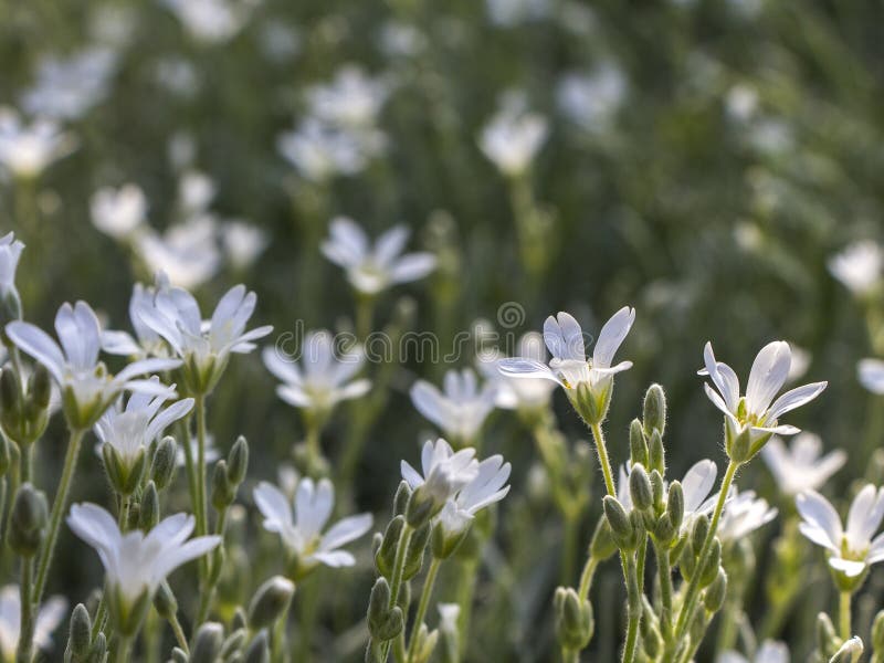 Blommande vita blommor i sommar Liten ängbakgrund för vit blomma royaltyfria foton Blommande vita blommor i sommar Liten ängbakgrund för vit blomma royaltyfria foton