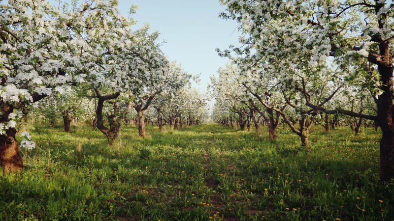 Blommande äpplefruktträdgård