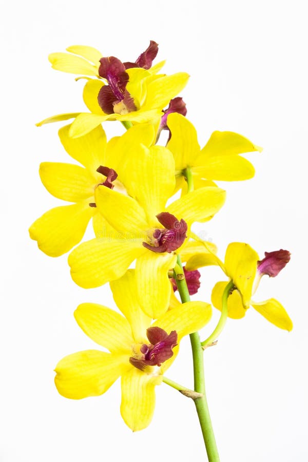 blommaorchids royaltyfri bild blommaorchids royaltyfri bild