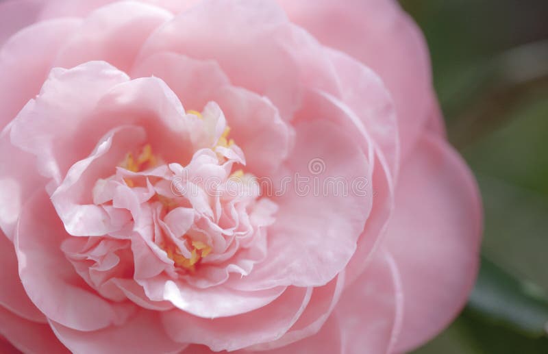 blommapink fotografering för bildbyråer blommapink fotografering för bildbyråer