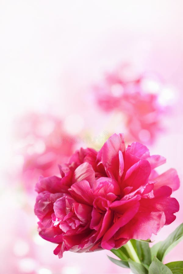 blommapionred royaltyfri bild blommapionred royaltyfri bild