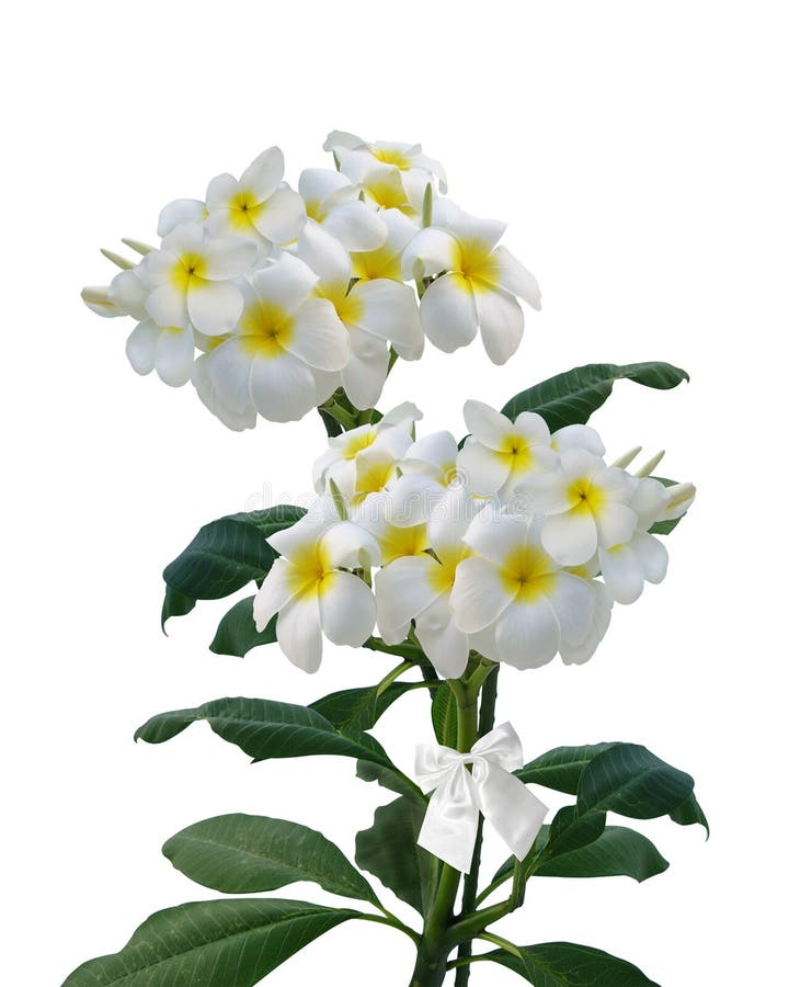 blommar frangipanien isolerad plumeria fotografering för bildbyråer blommar frangipanien isolerad plumeria fotografering för bildbyråer