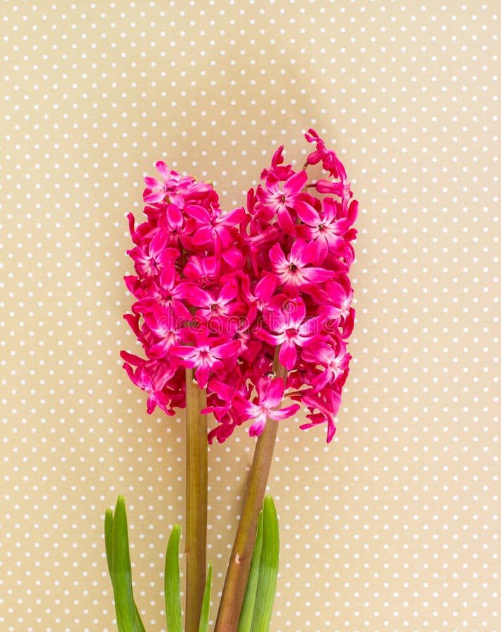 blommar hyacintpink arkivfoto blommar hyacintpink arkivfoto