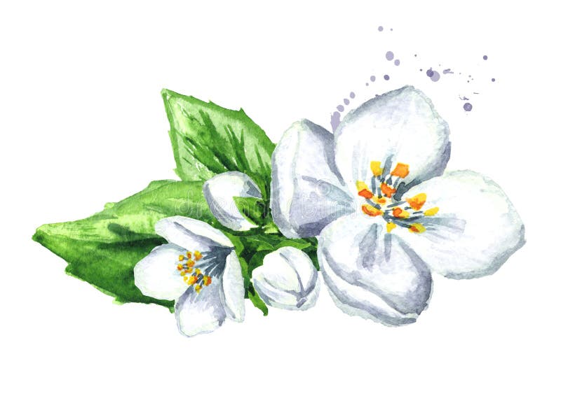 blommar jasminwhite Dragen illustration för vattenfärg som hand isoleras på vit bakgrund vektor illustrationer blommar jasminwhite Dragen illustration för vattenfärg som hand isoleras på vit bakgrund vektor illustrationer