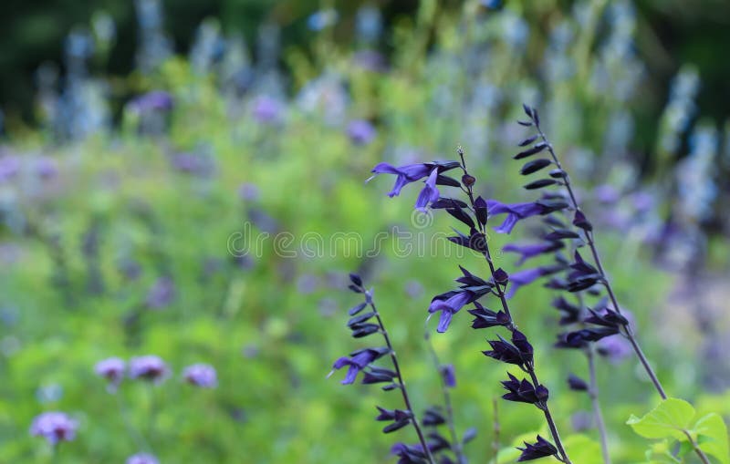 blommar lavendelpurple arkivfoto blommar lavendelpurple arkivfoto