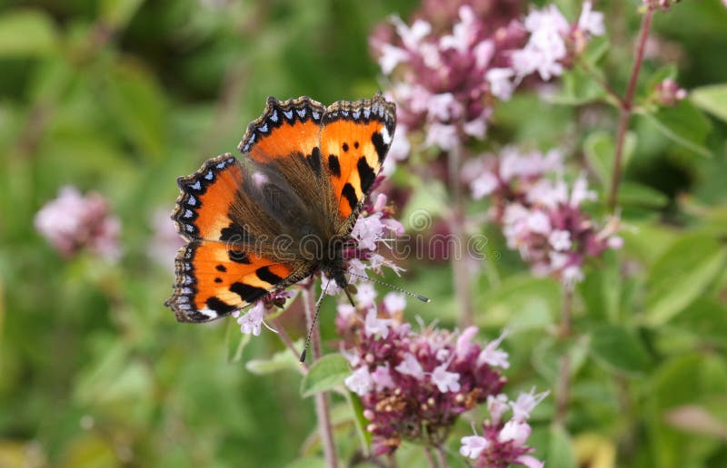 Blommar nätta små en Aglais för sköldpadds- fjäril som urticae nectaring på en mejram royaltyfri bild Blommar nätta små en Aglais för sköldpadds- fjäril som urticae nectaring på en mejram royaltyfri bild