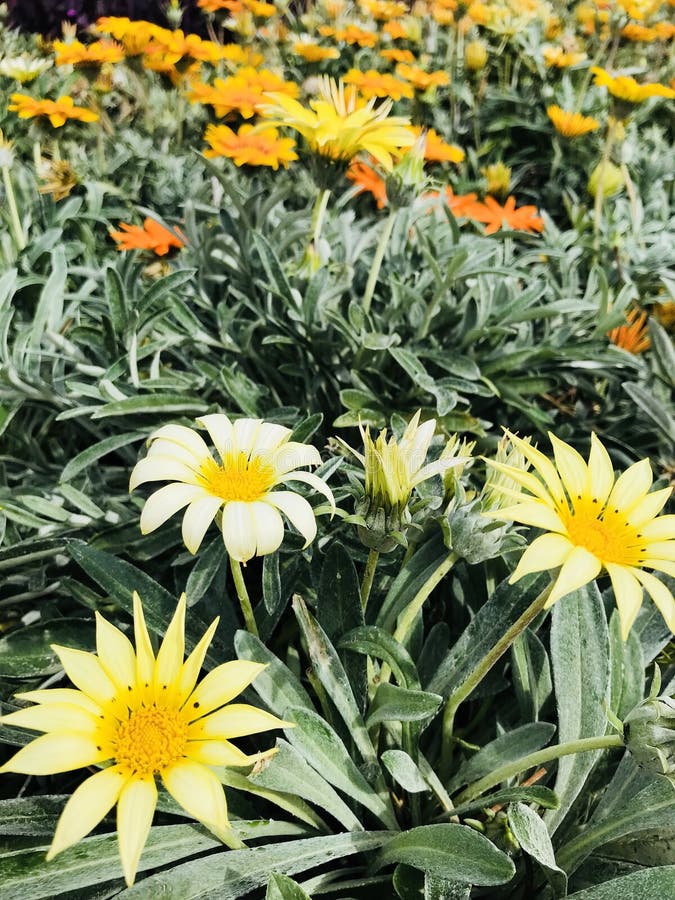 Blommar orange yellow. Många gulnar, och apelsinblommor med gräsplansidor och ett bi flyger runt om dem
