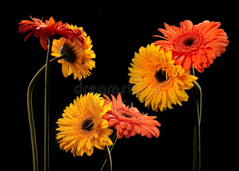 blommar orange yellow royaltyfri bild blommar orange yellow royaltyfri bild