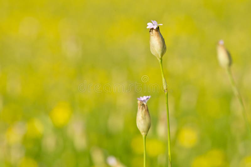 Blommar purpurt wild royaltyfria foton