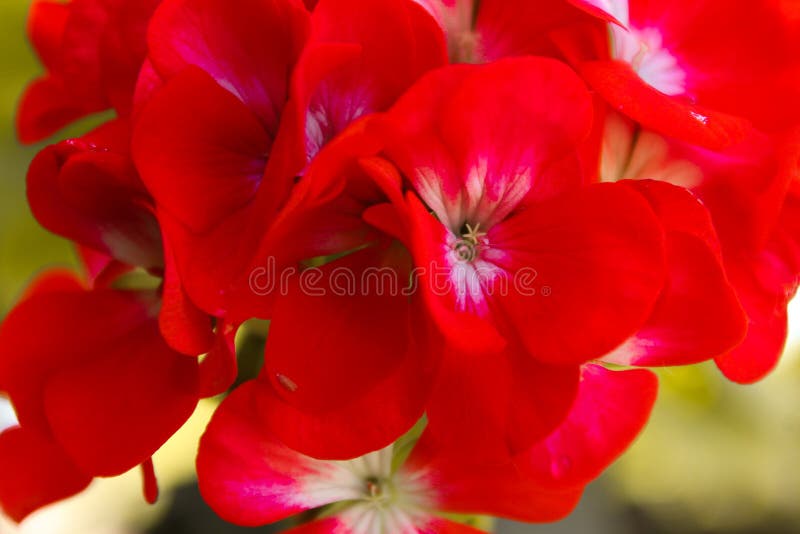 blommar red arkivbild blommar red arkivbild