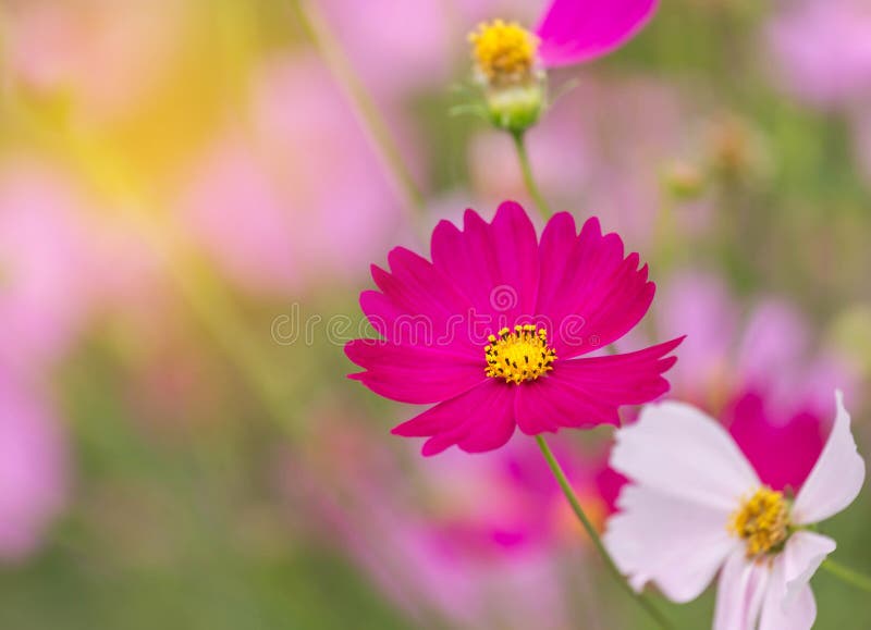 Blommar rosa kosmos för closeupen att blomma på fält royaltyfri fotografi