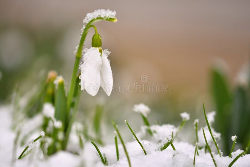 blommar snowdropsfjädern Beautifully blomma i gräset på solnedgången Den delikata snödroppeblomman är ett av vårsymbolerna Ama arkivbilder blommar snowdropsfjädern Beautifully blomma i gräset på solnedgången Den delikata snödroppeblomman är ett av vårsymbolerna Ama arkivbilder