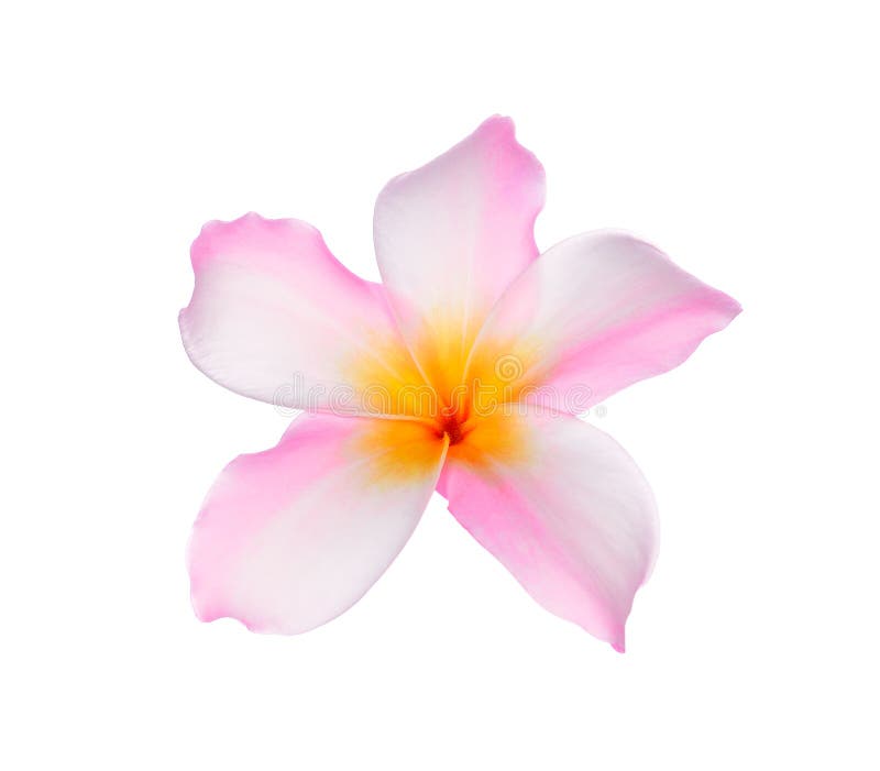blommar tropisk frangipaniplumeria arkivbilder blommar tropisk frangipaniplumeria arkivbilder