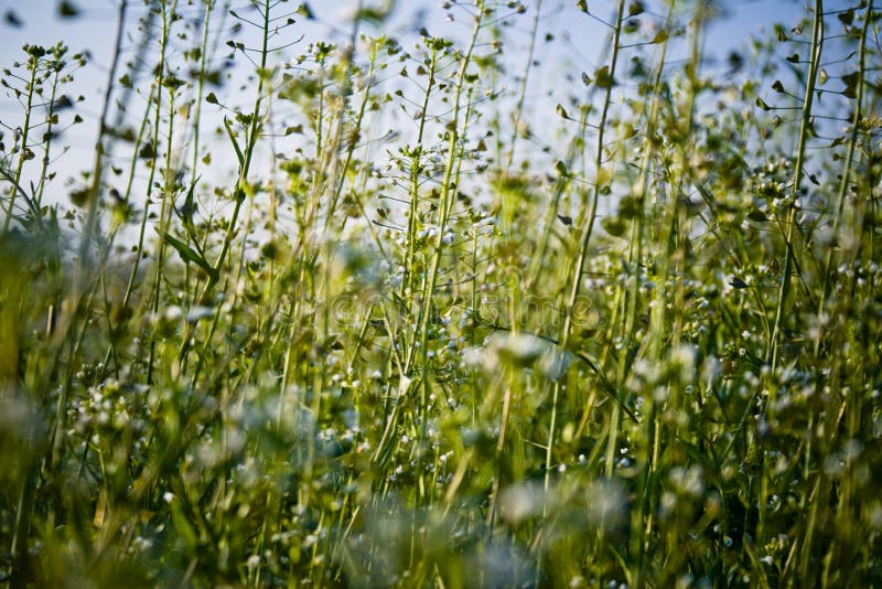blommar wild royaltyfri foto blommar wild royaltyfri foto