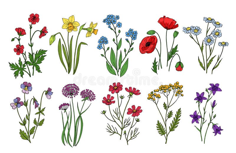 blommar wild Vallmo för tistel för ängväxtmonkshood Botanisk samling för vildblommavektor som isoleras på vit bakgrund vektor illustrationer blommar wild Vallmo för tistel för ängväxtmonkshood Botanisk samling för vildblommavektor som isoleras på vit bakgrund vektor illustrationer
