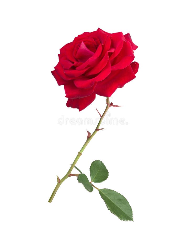 blommared steg arkivfoto blommared steg arkivfoto