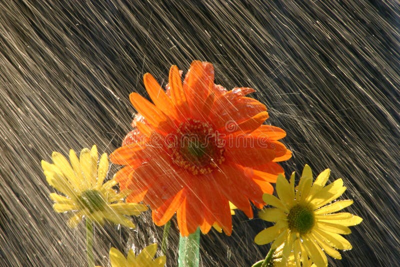 Rain on Flowers with black background. Rain on Flowers with black background