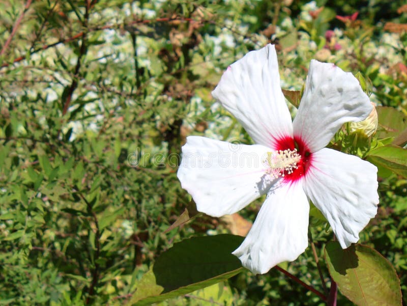 Blommaslut upp hibiskusvit arkivfoto Blommaslut upp hibiskusvit arkivfoto