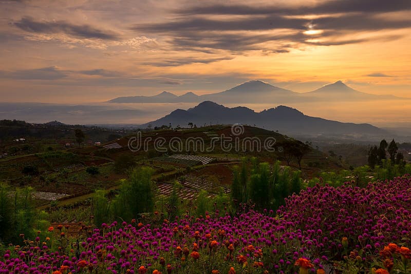 Blommaträdgård av Silancur underbara Magelang Indonesien royaltyfri foto Blommaträdgård av Silancur underbara Magelang Indonesien royaltyfri foto