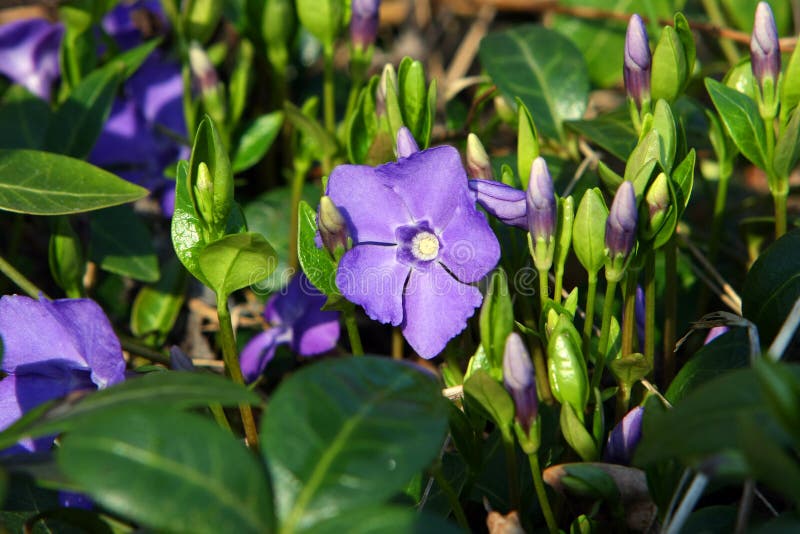 Blommavintergröna royaltyfri foto