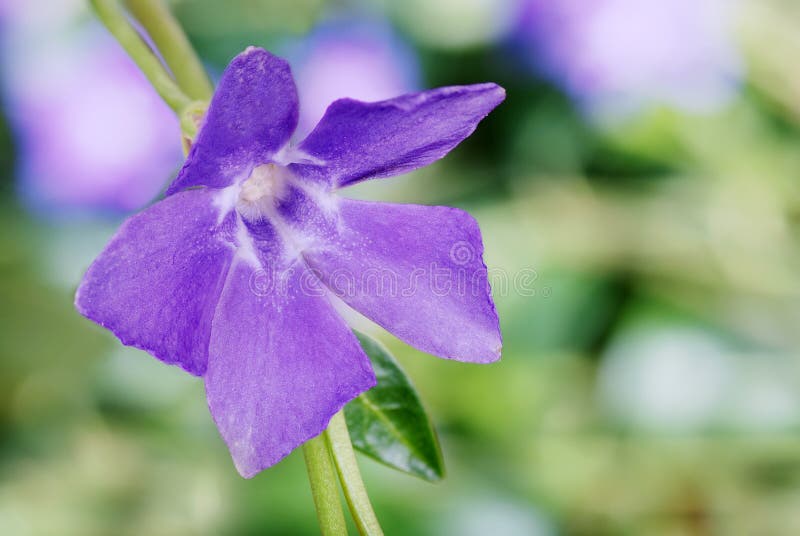 Blommavintergröna royaltyfri foto