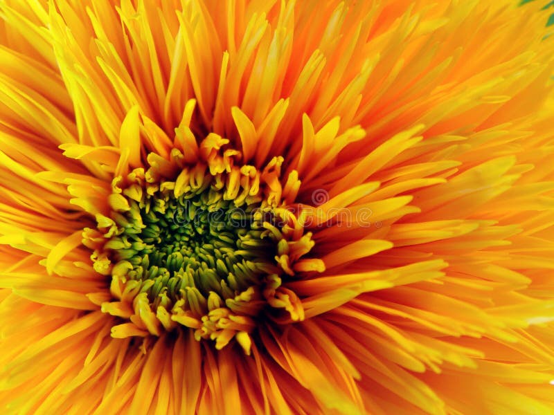 blommayellow royaltyfri fotografi blommayellow royaltyfri fotografi