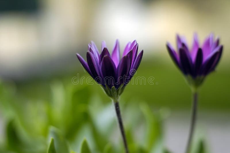 blommor arkivbild