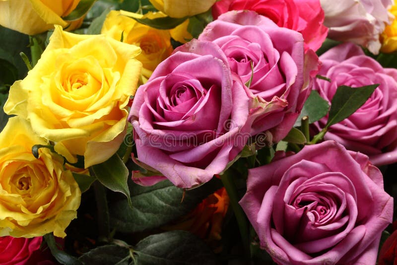 blommor royaltyfri foto blommor royaltyfri foto