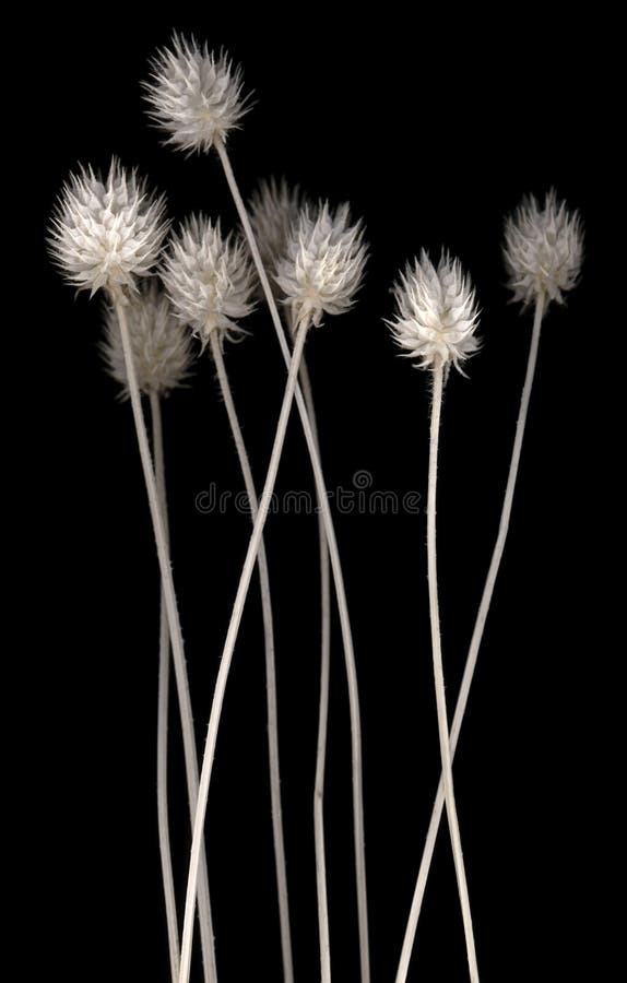 blommor blommor