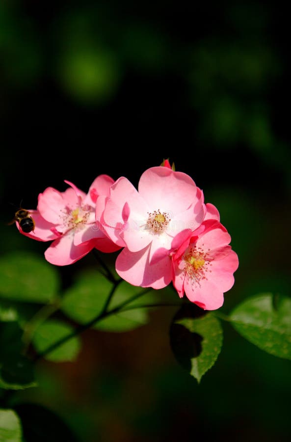 blommor royaltyfria foton