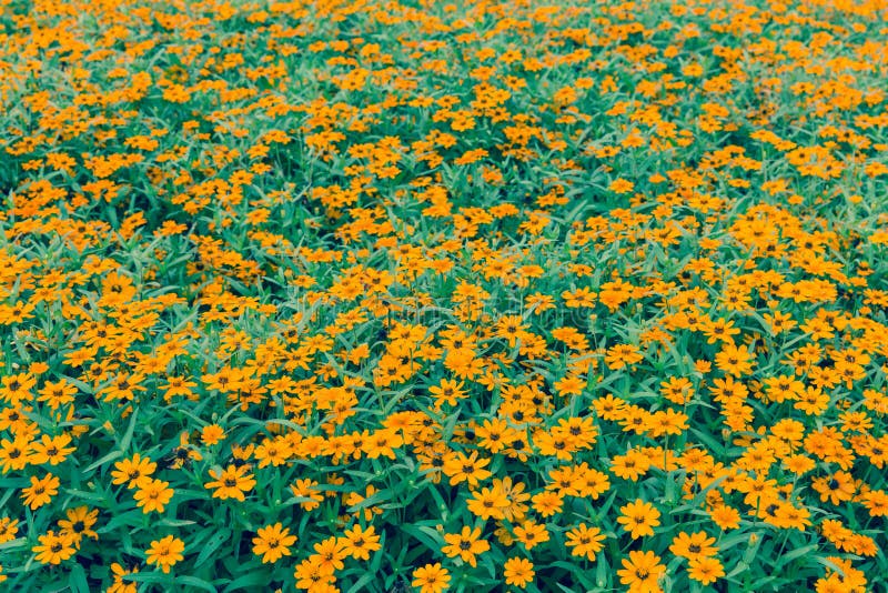 Blommor royaltyfri fotografi Blommor royaltyfri fotografi