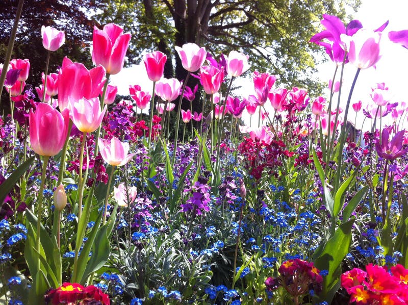 Blommor royaltyfria bilder Blommor royaltyfria bilder