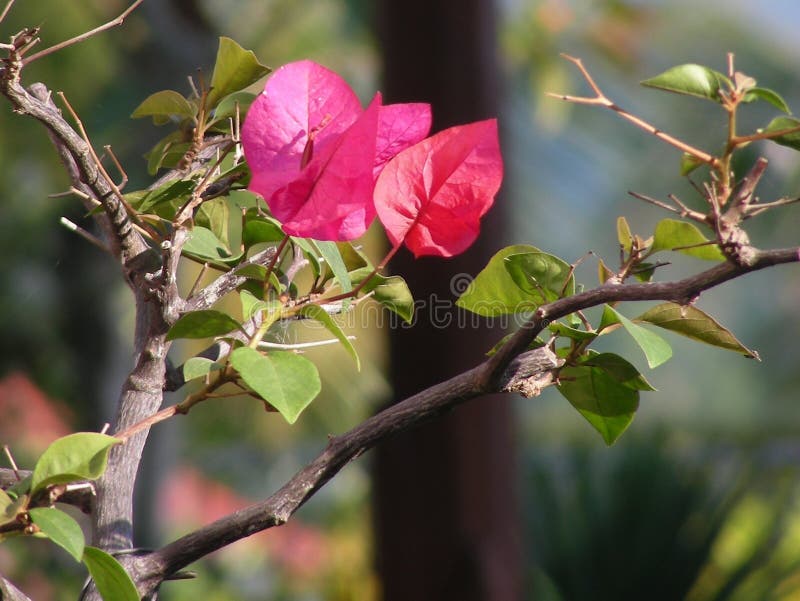 Blommor av Bougainvillea på blad med oskarp bakgrund. Stängning av naturens regndagsljud i tropiska växter arkivfoto