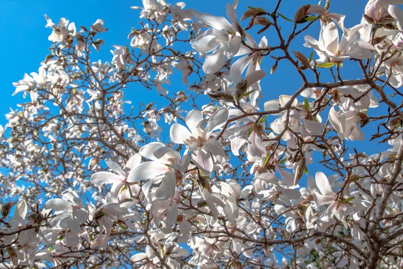 Blommor av den vita magnolian mot den blåa himlen Vår som blommar och blommar royaltyfria bilder Blommor av den vita magnolian mot den blåa himlen Vår som blommar och blommar royaltyfria bilder