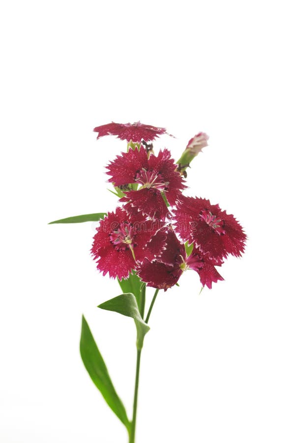 Blommor av dianthusen på en vit bakgrund royaltyfri bild Blommor av dianthusen på en vit bakgrund royaltyfri bild
