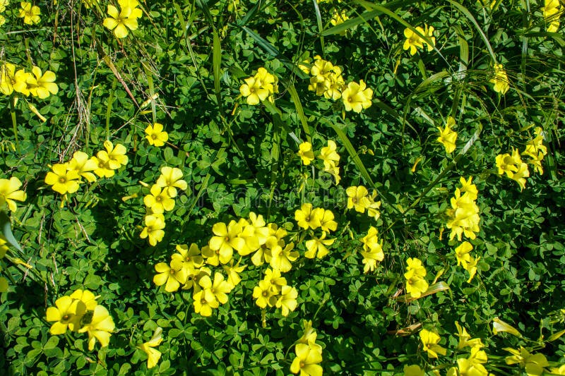 Blommor av guldfärgad nattrocka. Blommor av guldfärgad nattross i Portugal