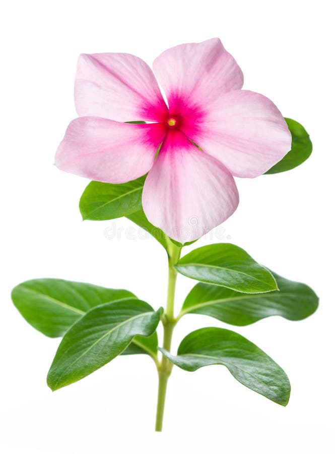 Blommor fotografering för bildbyråer
