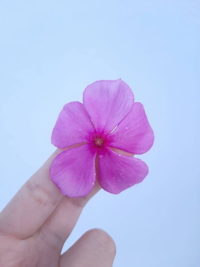 Blommor av periwinkle i vit bakgrund royaltyfri bild