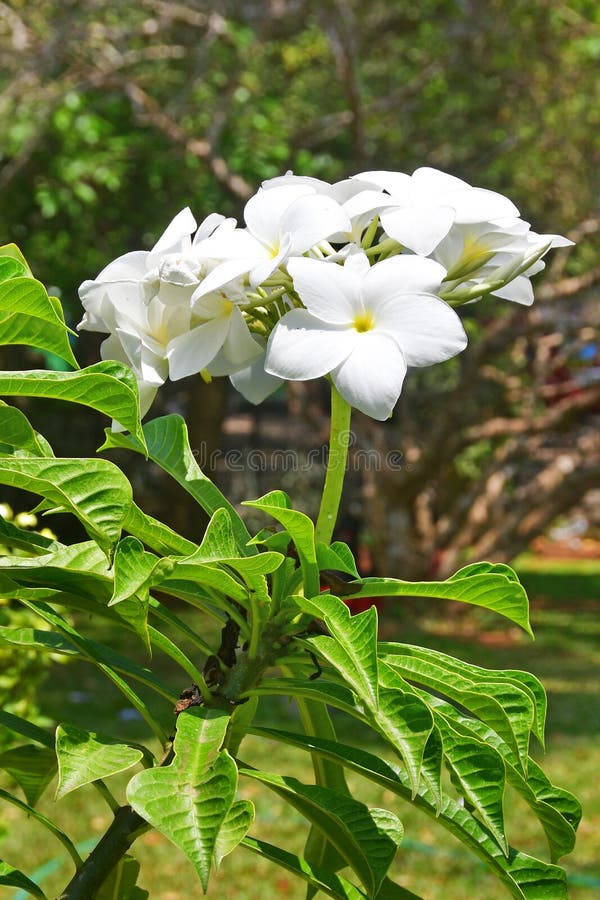 Blommor av Plumeria Indien Kerala, Trivandrum arkivfoto Blommor av Plumeria Indien Kerala, Trivandrum arkivfoto