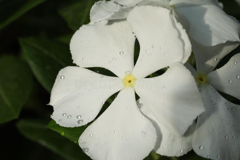 Blommor av vitkålsblomma arkivbilder