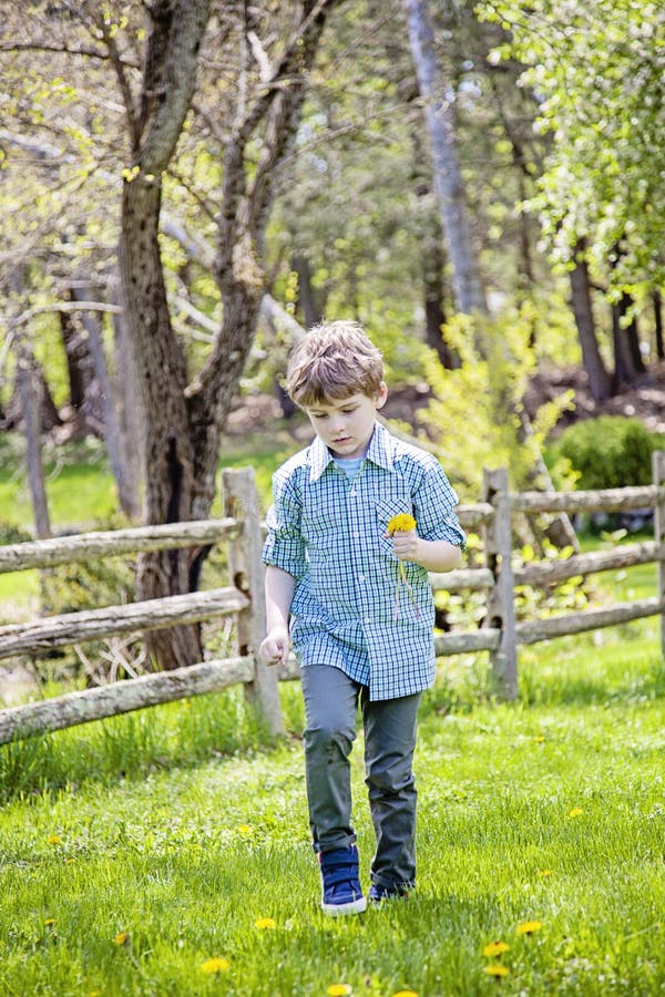 Blommor f? r pojkeyttersidaplockning. Happy five year old boy standing in green grass outside picking yellow dandelions.