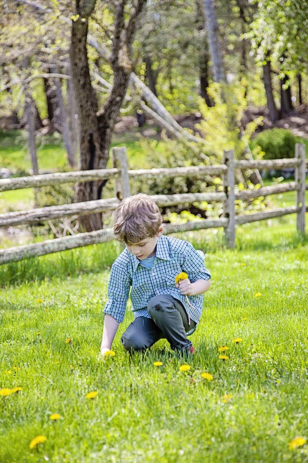 Blommor f? r pojkeyttersidaplockning arkivfoto