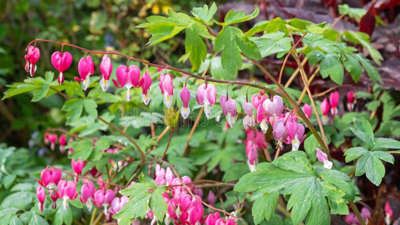 Blommor för blödninghjärta i blom royaltyfria bilder Blommor för blödninghjärta i blom royaltyfria bilder