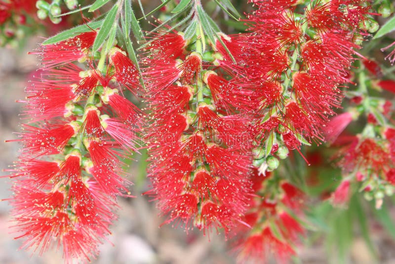 Blommor för flaskborste royaltyfri foto Blommor för flaskborste royaltyfri foto