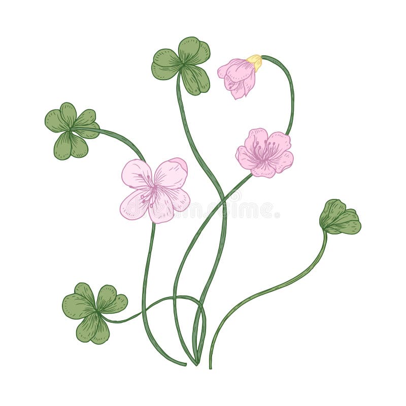 Blommor för träsyra och trifoliate sidor som isoleras på vit bakgrund Detaljerad teckning av den lösa örtartade blomningen vektor illustrationer